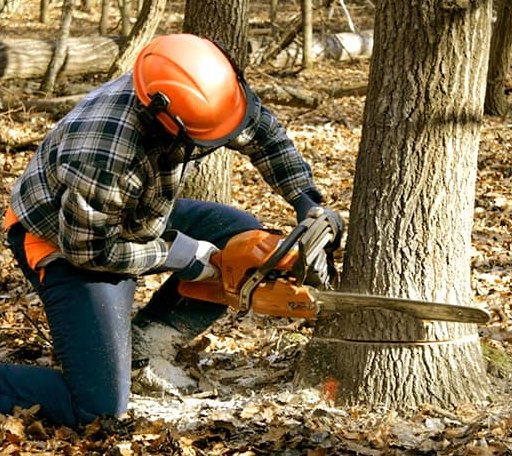 Tree Removal in Avery Island, LA